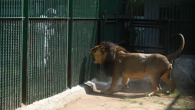 Lions maul zookeeper to death at Crimea safari park